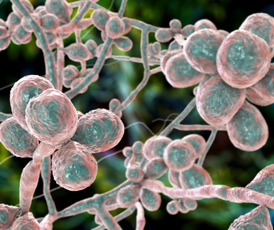Climate Change Is Fueling a Global Fungal Health Crisis