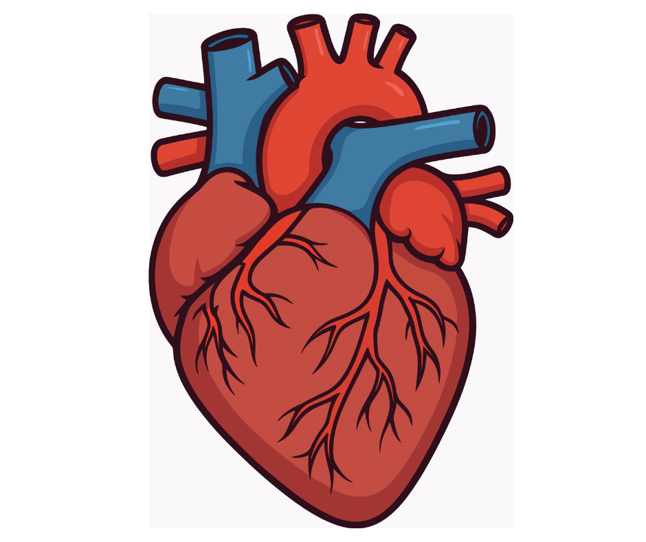 The silent beat that decides everything: Understanding arrhythmia and why heart rhythm matters more than we think